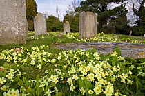 Common primroses (Primula vulgaris) flowering in Churchyard, Norfolk, UK