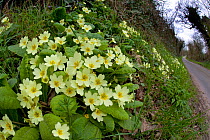 Common primroses (Primula vulgaris) flowering in woodland, Bedfordshire, UK