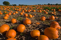 Pumpkins (Cucurbita sp) ready for Harvest, Norfolk, UK, October