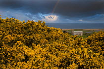 Gorse in flower with Salthouse Church and Rainbow in the background, North Norfolk, UK, April