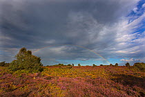 Gorse and Heather in bloom on Kelling Heath with rainbow in the distance, Norfolk, UK