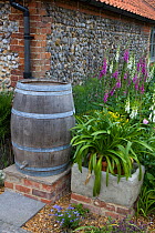 Water butt in cottage garden, Norfolk, UK