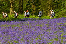 Ramblers walking beside  flowering Bluebells, Blickling, Norfolk, UK