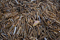 Mass of Razor shells (Ensis siliqua) washed up on beach at low tide, Titchwell, Norfolk, UK