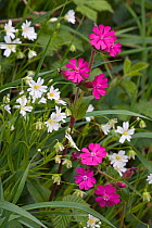 Red campion (Silene dioica) and Stitchwort flowers, Norfolk, UK, May