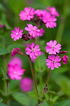Red campion (Silene dioica) in flower, Norfolk, UK May