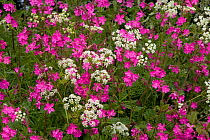 Red campion (Silene dioica) and Cow parsely in flower, Norfolk, UK, May
