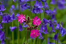 Red campion (Silene dioica) and Bluebell flowers  growing in woodland, Norfolk, UK, April