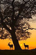 RF- Silhouette of Red deer (Cervus elaphus) stag and hind by tree at sunset, Norfolk, UK. (This image may be licensed either as rights managed or royalty free.)