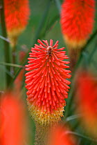 Red-hot poker (Kniphofia sp) flowers, UK