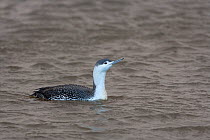 Red-throated diver (Gavia stellata) on water, UK