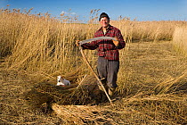 Man holding scythe cutting reeds, Cley Marsh, Norfolk, UK, with Jack Russell dog. January 2009