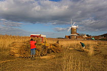 Men harvesting and collection reeds for commerical use, Cley Marsh, Norfolk, UK. January 2009