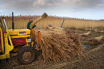 Man harvesting reeds, Cley Marsh, Norfolk, UK. January 2009