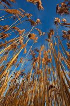 Common reed (Phragmites australis / communis) Norfolk, UK