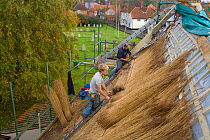 Men thatching a cottage roof, Trunch, Norfolk, UK. 2007