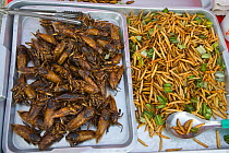 Insects (Cockroaches and larvae) for sale in Street Market, Bangkok, Thailand