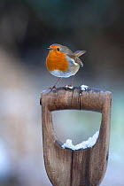 Robin (Erithacus rubecula) perched on garden fork, UK, winter