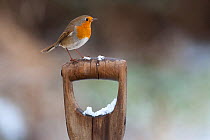Robin (Erithacus rubecula) perched on garden fork, UK, winter