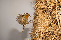 Robin (Erithacus rubecula) flying to nest in straw bale, UK