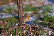Robin (Erithacus rubecula) perched on garden fork, UK