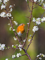 Robin (Erithacus rubecula) perched amongst  Blackthorn (Prunus spinosa) blossom, UK