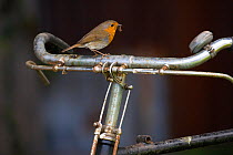 Robin (Erithacus rubecula) perched on bicycle, UK
