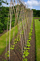 Runner bean row in vegatable garden, Norfolk, UK