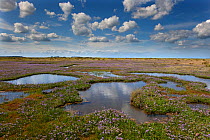 RF- Sea lavender (Limonium vulgare) flowering on Stiffkey Marshes, Norfolk, UK, July. (This image may be licensed either as rights managed or royalty free.)
