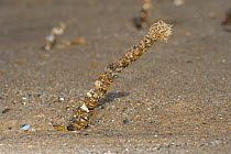 Sand mason worm (Lanice conchilega) on mudflats at low tide, Norfolk, UK. August