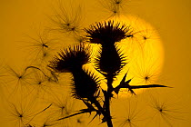 Silhouette against the sun of floating seeds attached to Scottish spear thistle (Cirsium vulgare), UK. August