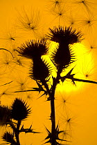 Silhouette against the sun of floating seeds attached to Scottish spear thistle (Cirsium vulgare), UK. August