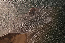 Aerial view of seals gathered together on last piece of dry sand as the tide rises, Blakeney Point, Norfolk, UK, September