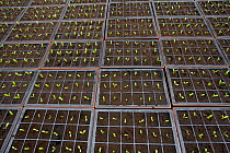 Seedlings for summer bedding pricked out and growing on in pots, Norfolk, UK. March