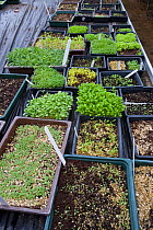 Seedlings for summer bedding plants ready to be pricked out, Norfolk, UK. March