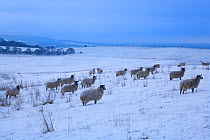 Flock of sheep (Ovis aries) in snow, Ivinghoe Hills, Chilterns, Buckinghamshire, UK. December