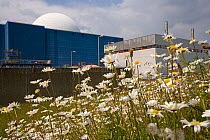 Marguerite / Ox-eye daisies flowering beside nuclear power station, Sizewell, Suffolk, UK, June