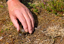 Handling a Smooth snake (Coronella austriaca) Hartland Moor, Dorset, UK