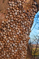 Mass of Common snails (Helix aspersa) hibernating  on tree trunk in woodland, Norfolk, UK. December