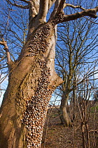 Common snails (Helix aspersa) hibernating on tree trunk in woodland, Norfolk, UK. March