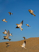 Flock of Snow buntings (Plectrophenax nivalis) in flight, Norfolk, UK February