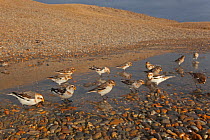 Flock of Snow buntings (Plectrophenax nivalis)  drinking from freshwater pool on shingle beach, Norfolk, UK. February