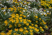 Snowdrops (Galanthus nivalis) and Winter aconites (Eranthis hyemalis) UK. March