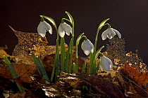 Snowdrops (Galanthus nivalis) UK. February