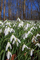 Woodland carpetted with Snowdrops (Galanthus nivalis) UK. March
