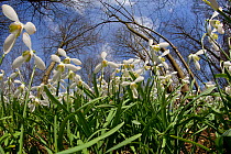 View up through Snowdrop (Galanthus nivalis)flowers, UK. March
