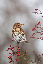 Song thrush (Turdus philomelos) perched amongst berries, UK. December