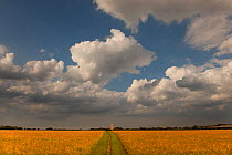 Footpath across farmland with Southrepps Church in the distance,  Norfolk, UK, July