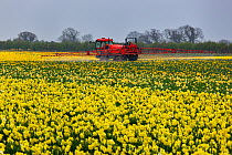 Crop spraying of commercial Daffodils, Bodham, Norfolk, UK, April