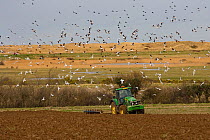 Tractor autumn ploughing an arable field near Wells, Norfolk, UK with marshes in the background and flock of gulls overhead, March